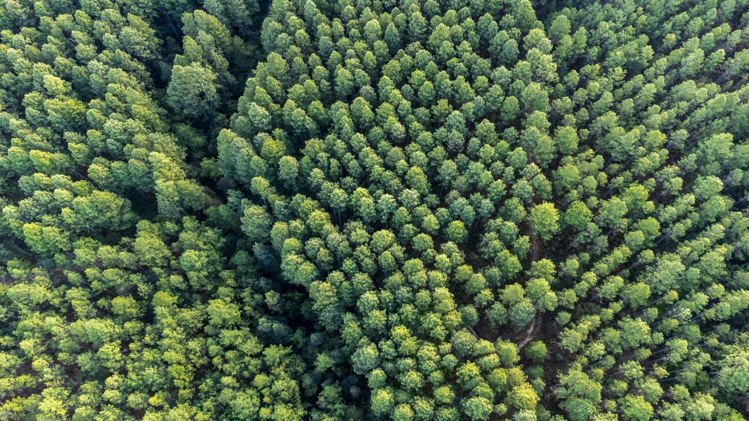 Healthy forest canopy viewed from above