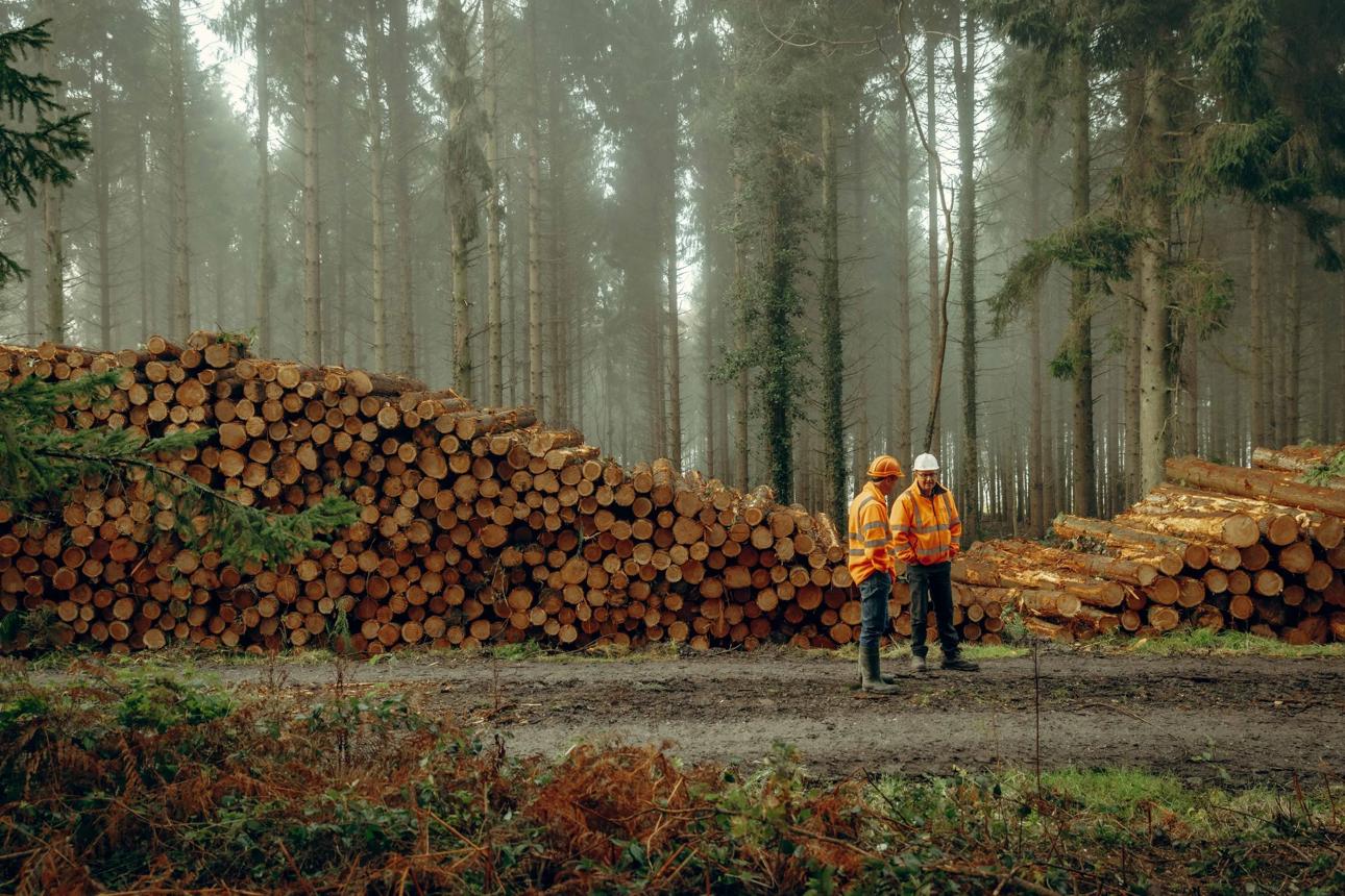 Stacked timber and forestry professionals in the field