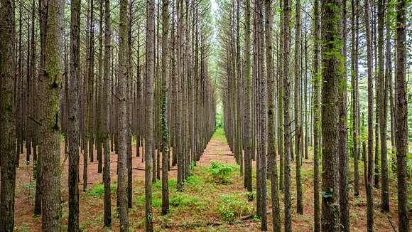 Managed stand of mature trees