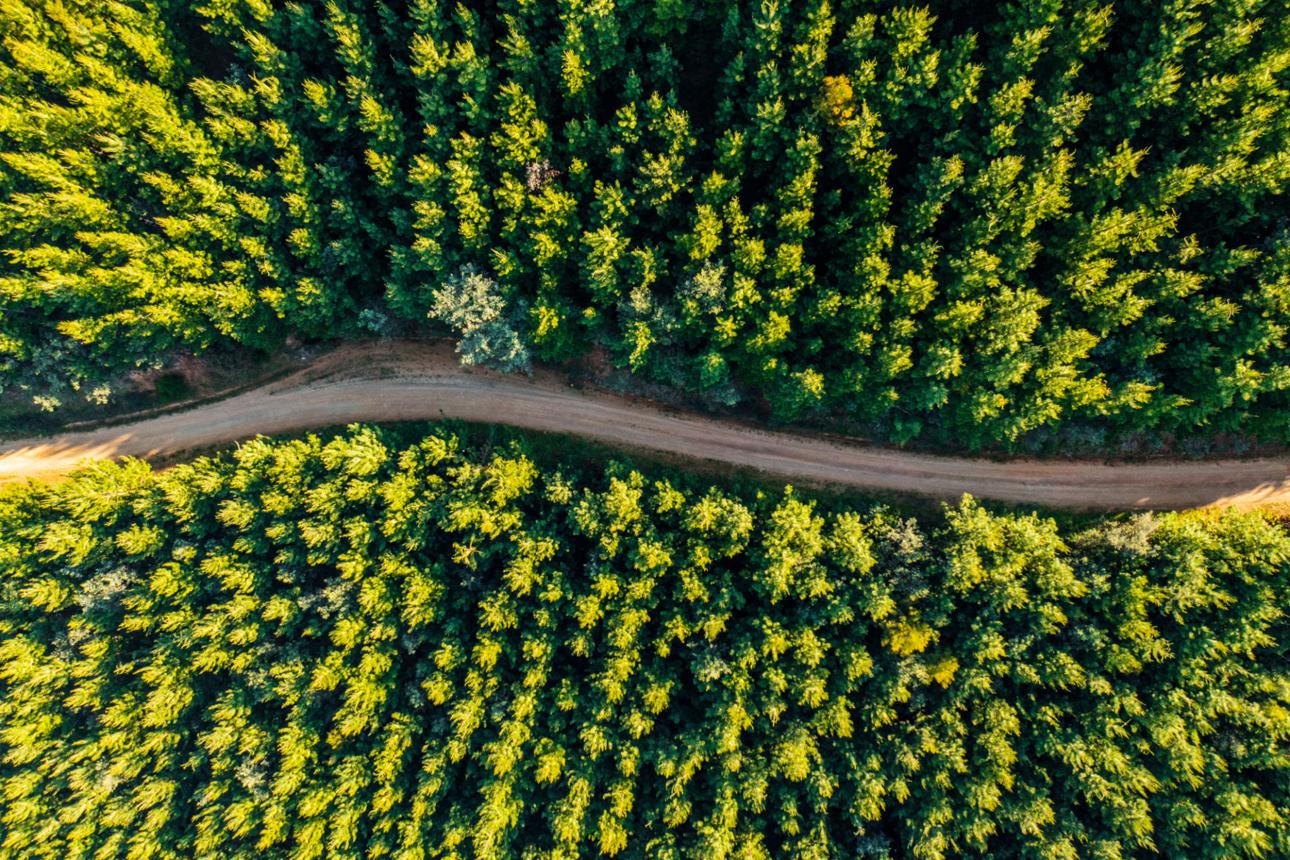 Aerial view of forest canopy and a path through the trees